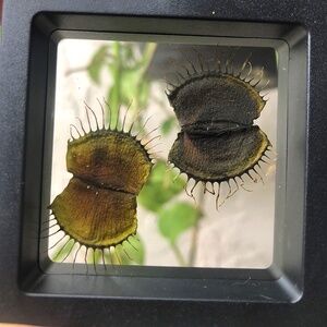 Preserved Venus Flytraps